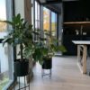 SAGA Parkett - Exclusive Platinum Oak Test - Bilde 6